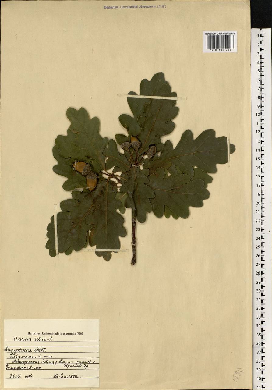 Quercus robur L., Eastern Europe, Middle Volga region (E8) (Russia)