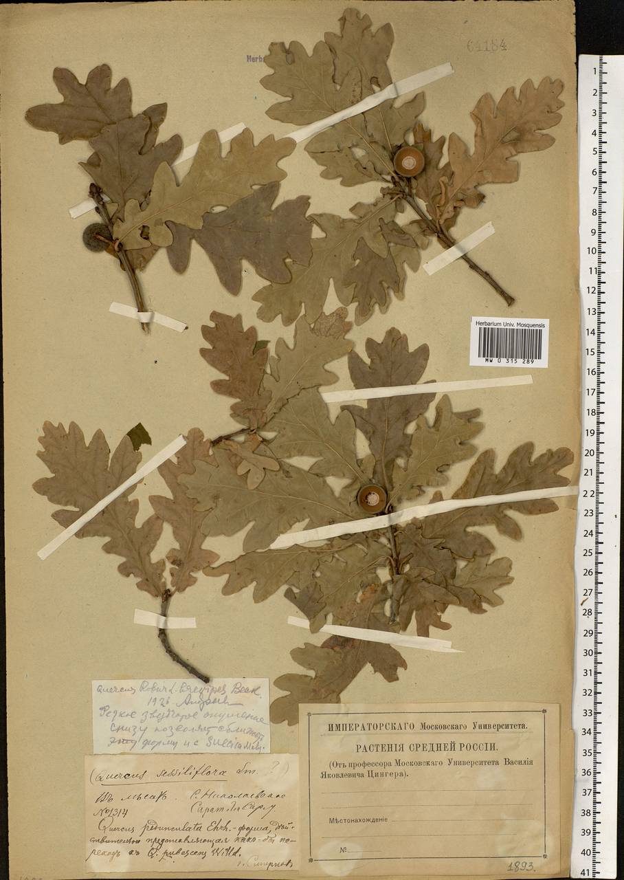 Quercus robur L., Eastern Europe, Lower Volga region (E9) (Russia)