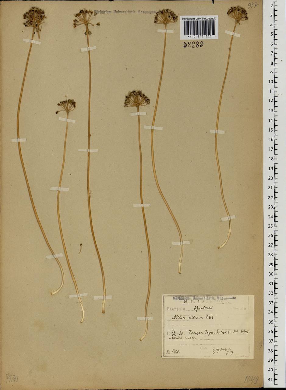 Allium flavescens Besser, Eastern Europe, Central forest-and-steppe region (E6) (Russia)