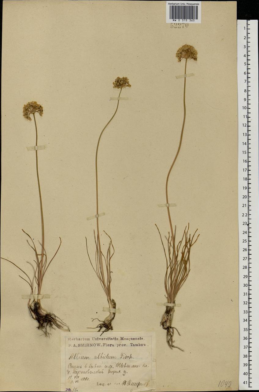 Allium flavescens Besser, Eastern Europe, Central forest-and-steppe region (E6) (Russia)