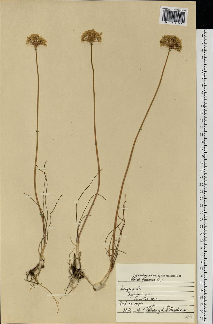 Allium flavescens Besser, Eastern Europe, Central forest-and-steppe region (E6) (Russia)