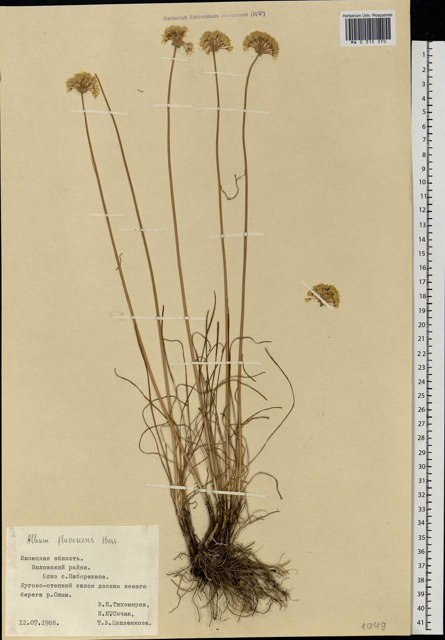 Allium flavescens Besser, Eastern Europe, Central forest-and-steppe region (E6) (Russia)