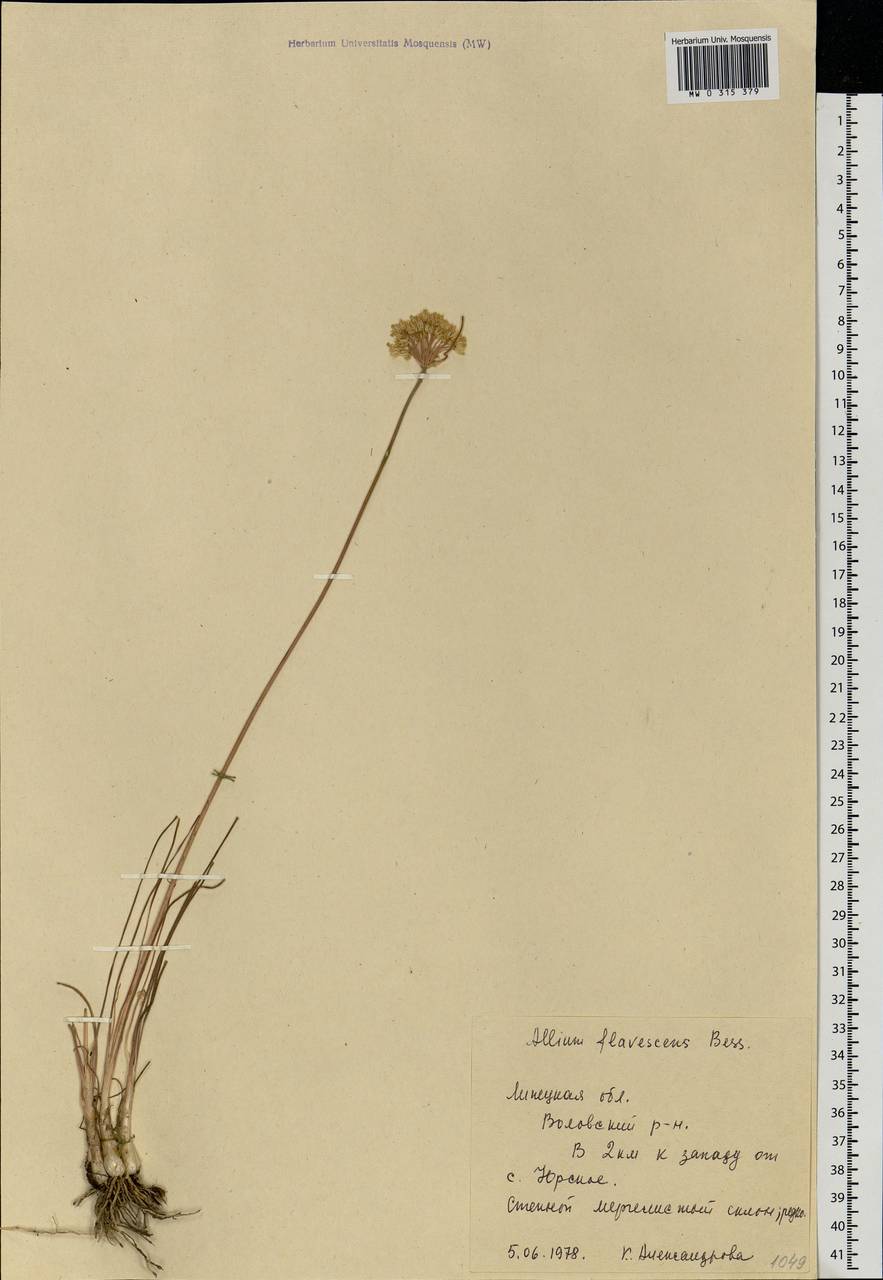 Allium flavescens Besser, Eastern Europe, Central forest-and-steppe region (E6) (Russia)