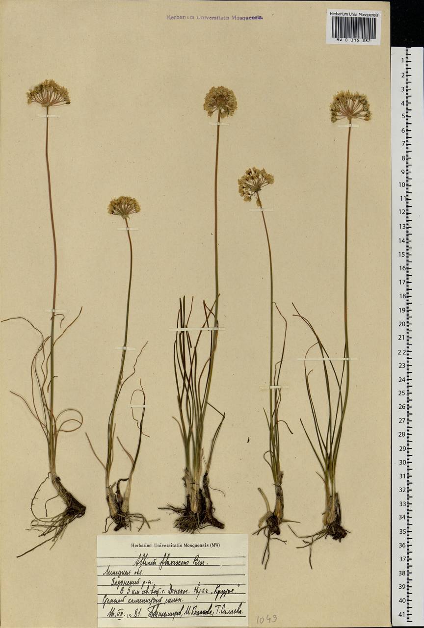 Allium flavescens Besser, Eastern Europe, Central forest-and-steppe region (E6) (Russia)