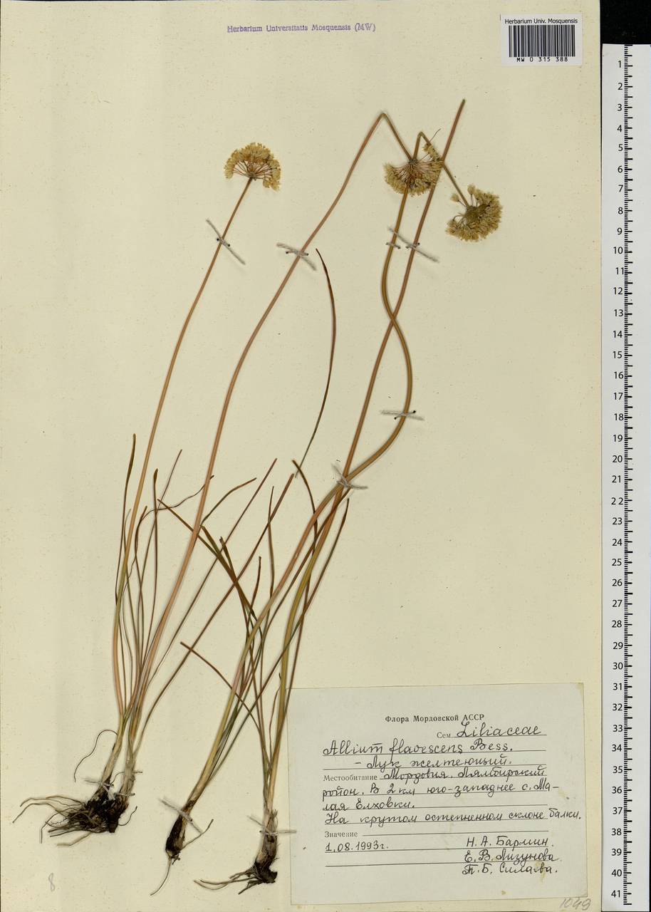 Allium flavescens Besser, Eastern Europe, Middle Volga region (E8) (Russia)