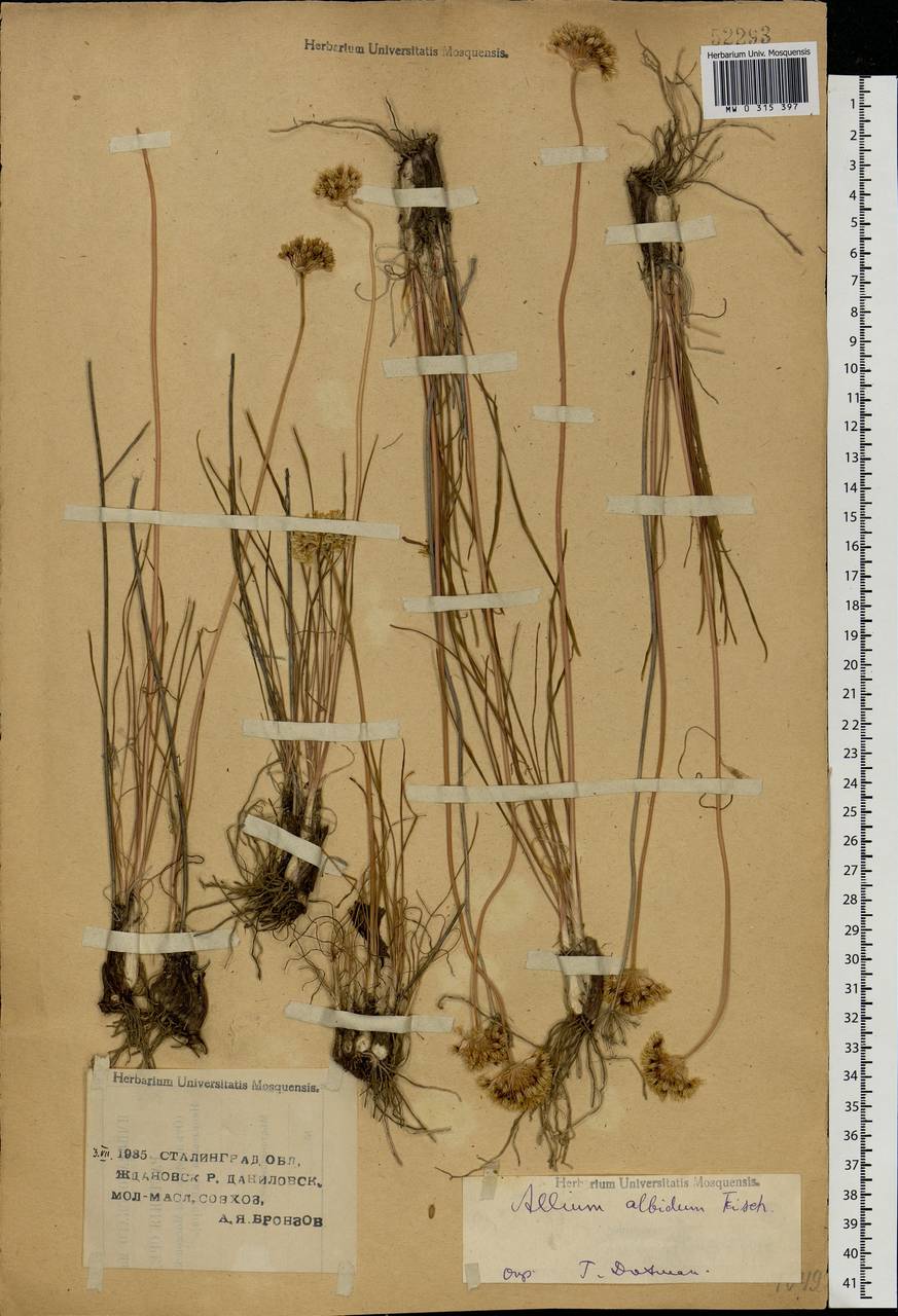 Allium flavescens Besser, Eastern Europe, Lower Volga region (E9) (Russia)