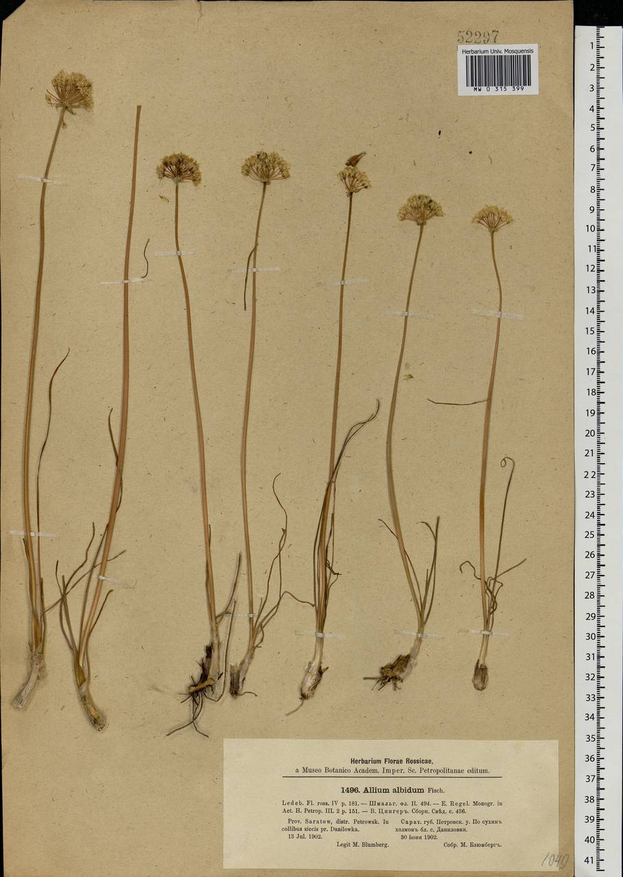 Allium flavescens Besser, Eastern Europe, Middle Volga region (E8) (Russia)
