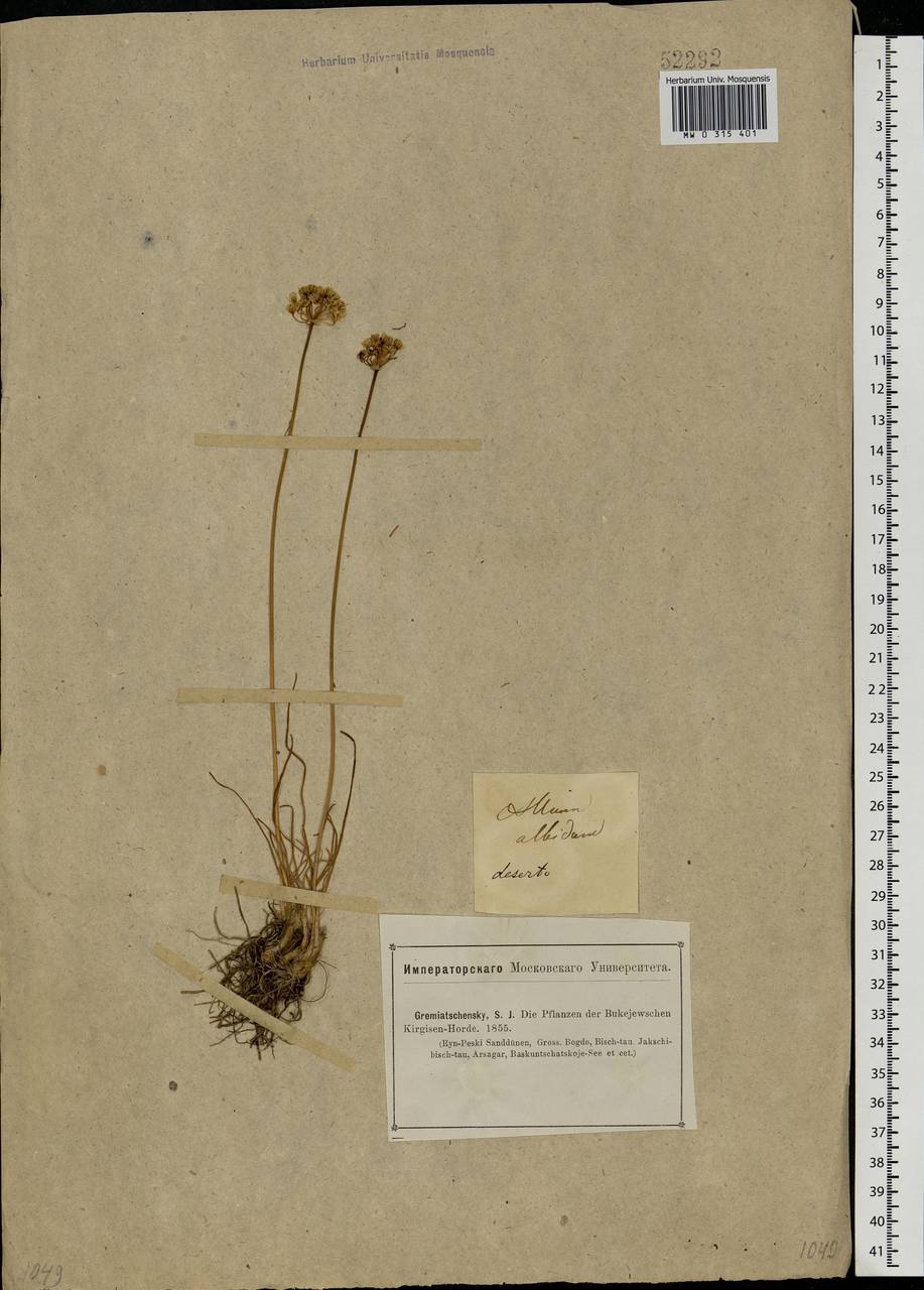 Allium flavescens Besser, Eastern Europe, Lower Volga region (E9) (Russia)