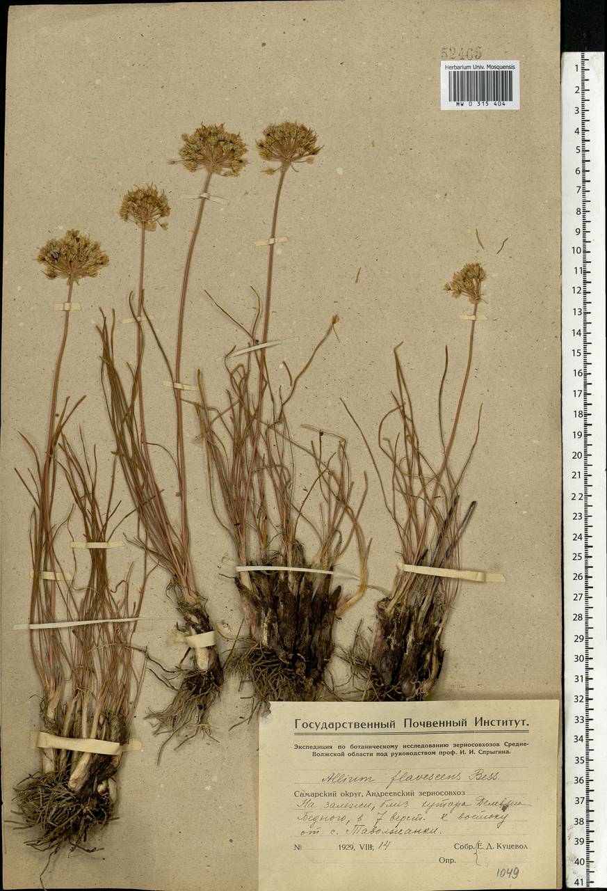 Allium flavescens Besser, Eastern Europe, Eastern region (E10) (Russia)