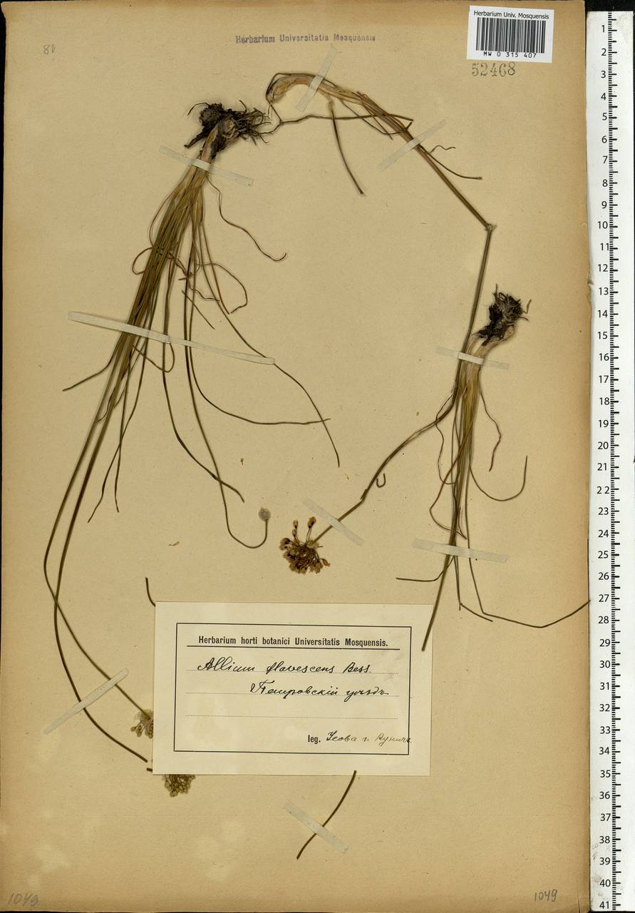 Allium flavescens Besser, Eastern Europe, Middle Volga region (E8) (Russia)