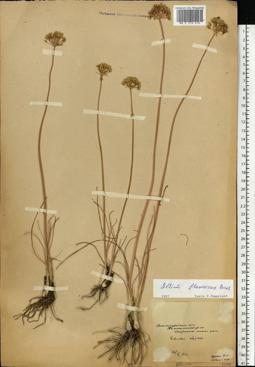 Allium flavescens Besser, Eastern Europe, Lower Volga region (E9) (Russia)