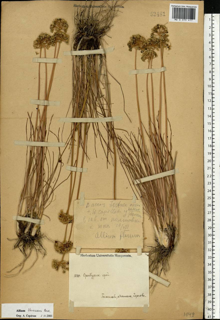 Allium flavescens Besser, Eastern Europe, Eastern region (E10) (Russia)