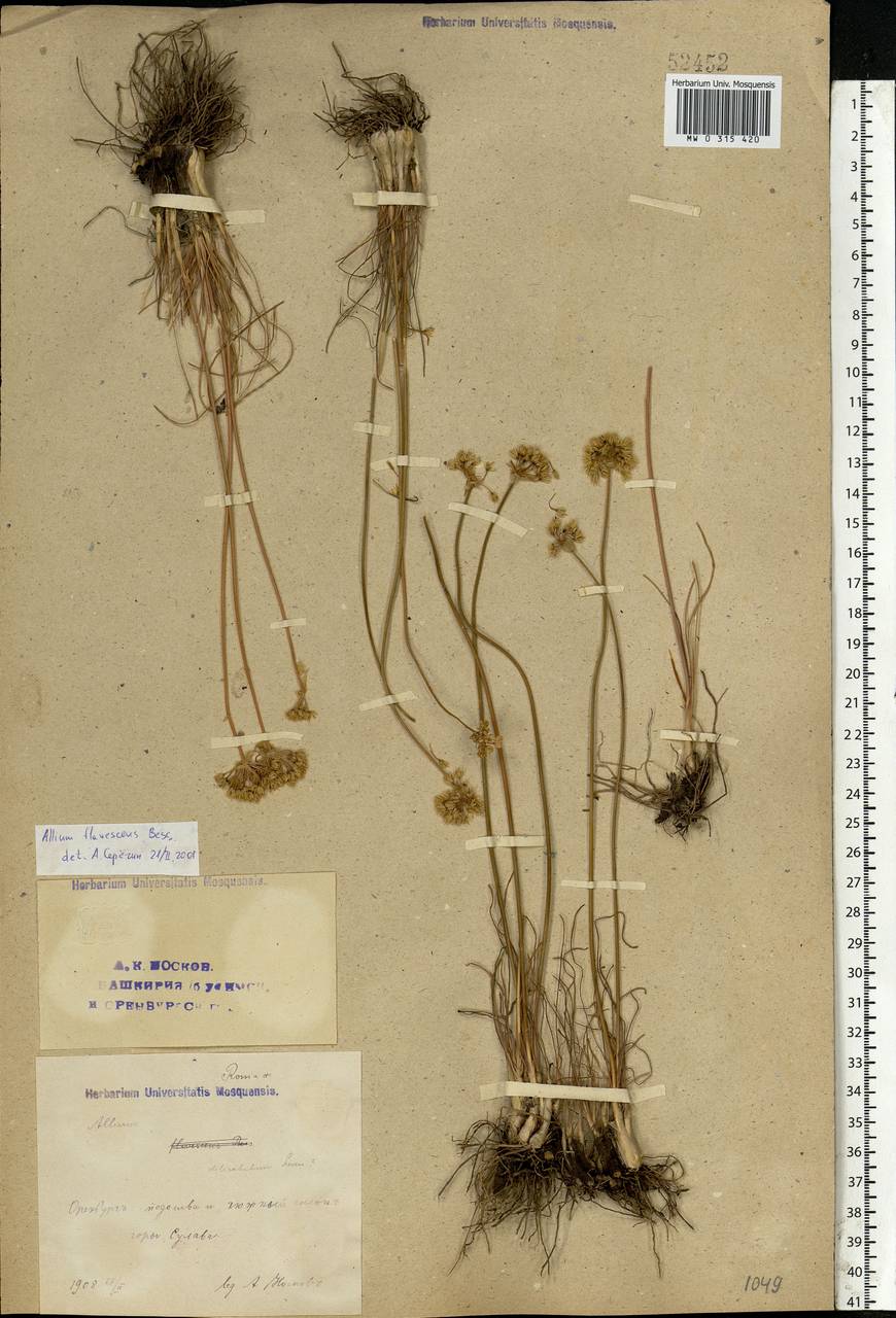 Allium flavescens Besser, Eastern Europe, Eastern region (E10) (Russia)