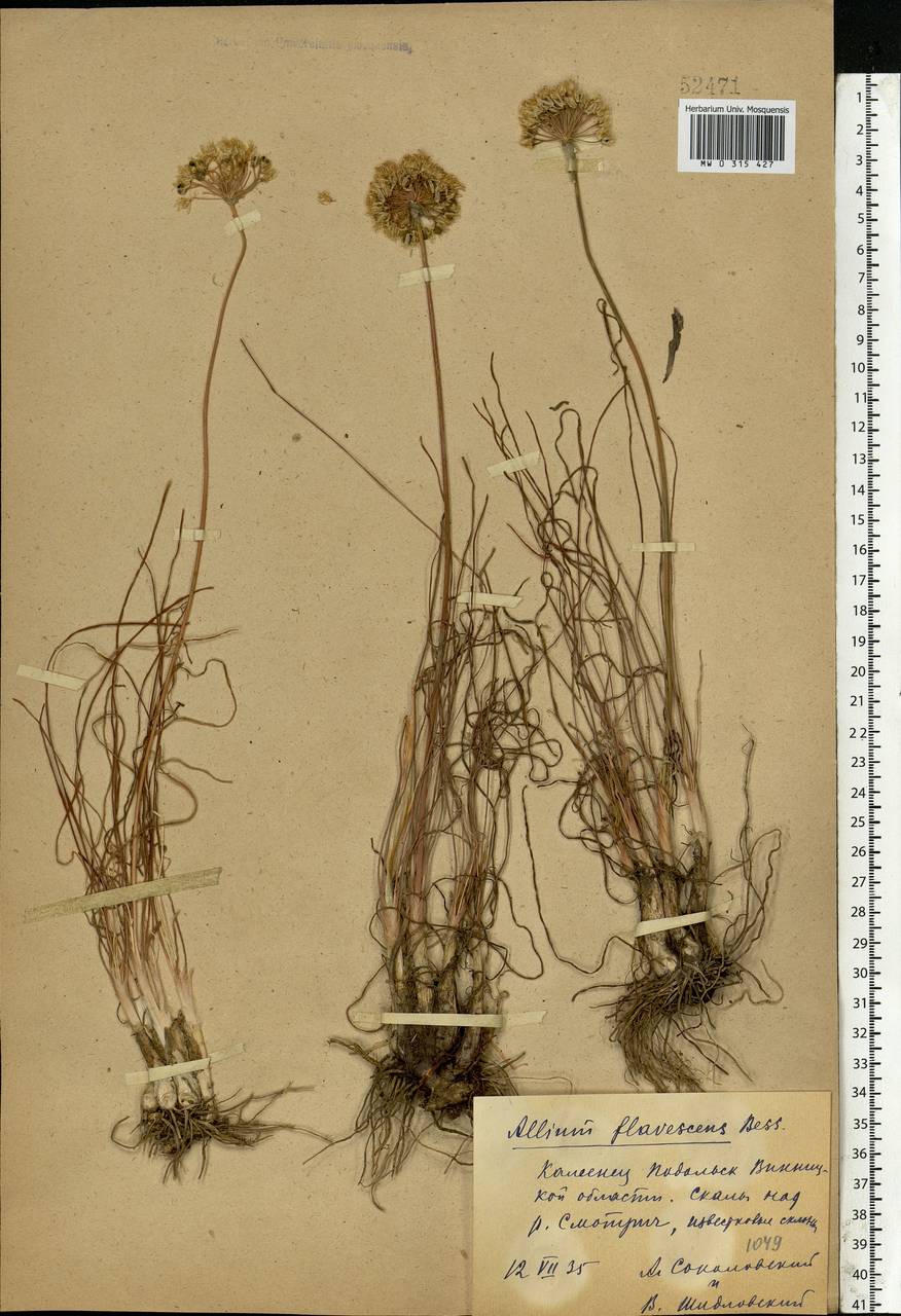 Allium flavescens Besser, Eastern Europe, South Ukrainian region (E12) (Ukraine)