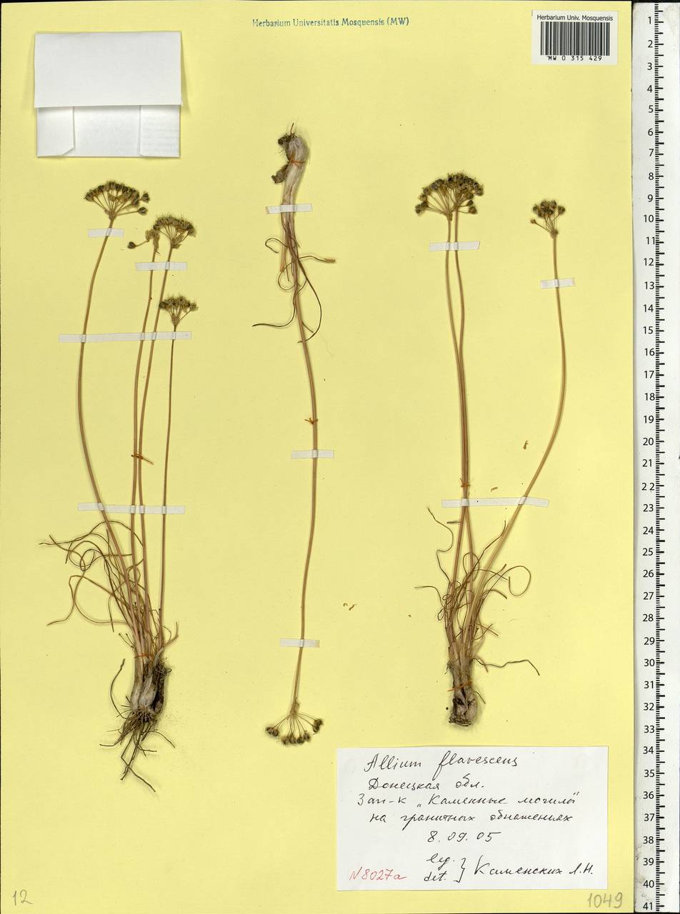 Allium flavescens Besser, Eastern Europe, South Ukrainian region (E12) (Ukraine)