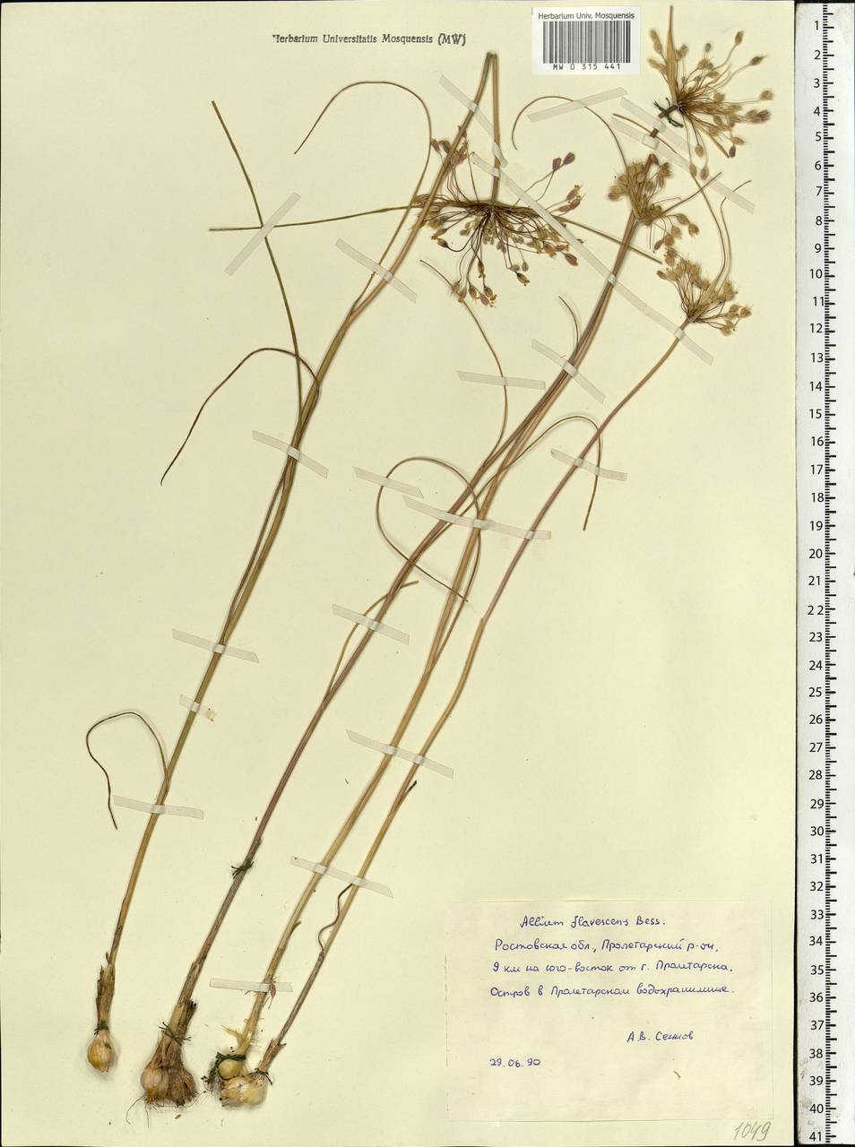 Allium flavescens Besser, Eastern Europe, Rostov Oblast (E12a) (Russia)
