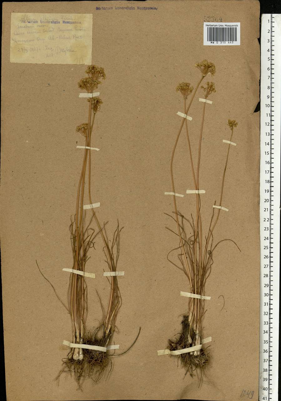 Allium flavescens Besser, Eastern Europe, Rostov Oblast (E12a) (Russia)