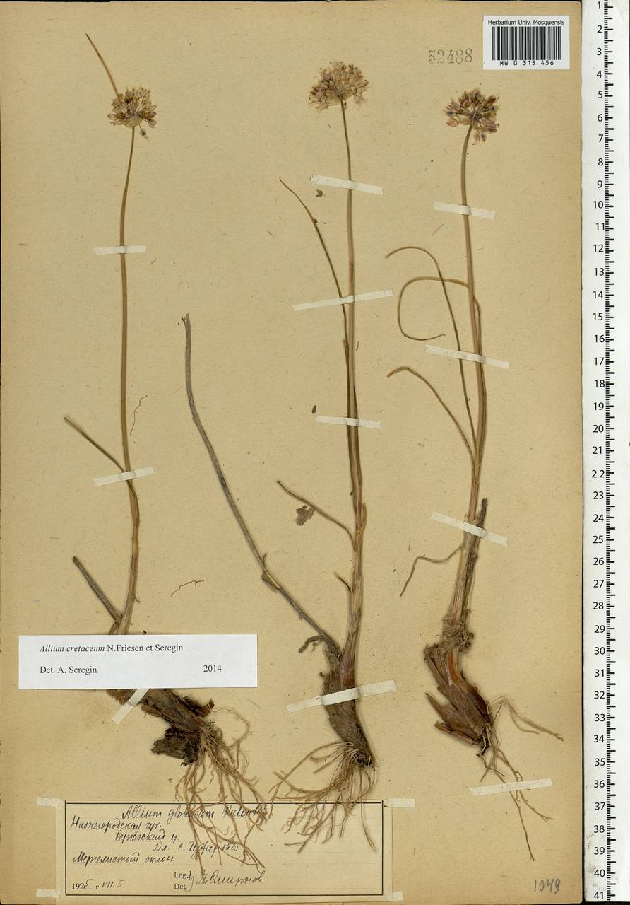 Allium cretaceum, Eastern Europe, Volga-Kama region (E7) (Russia)