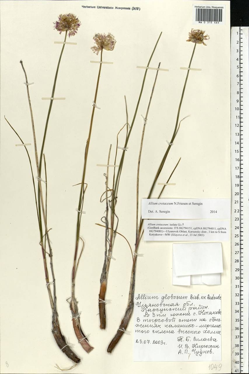 Allium cretaceum, Eastern Europe, Middle Volga region (E8) (Russia)