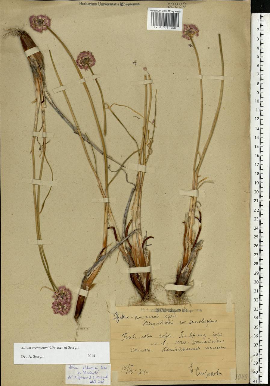 Allium cretaceum, Eastern Europe, Middle Volga region (E8) (Russia)