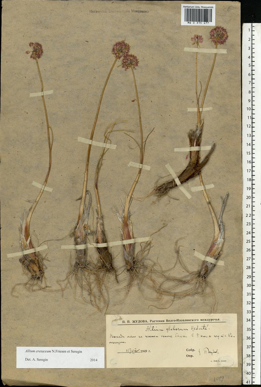 Allium cretaceum, Eastern Europe, Lower Volga region (E9) (Russia)