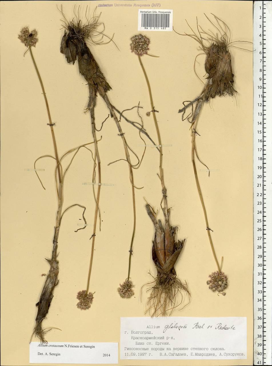 Allium cretaceum N.Friesen & Seregin, Eastern Europe, Lower Volga region (E9) (Russia)