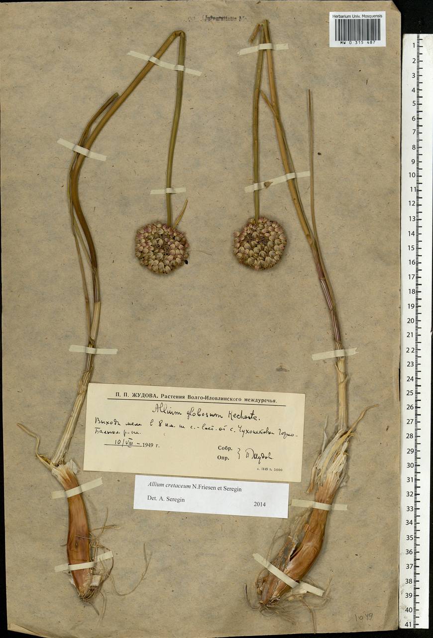 Allium cretaceum N.Friesen & Seregin, Eastern Europe, Lower Volga region (E9) (Russia)