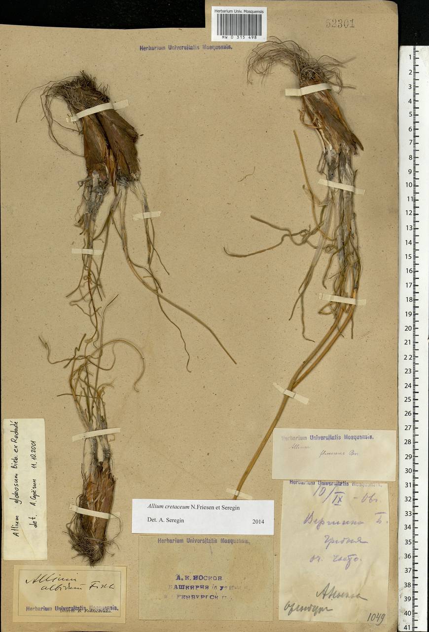Allium cretaceum N.Friesen & Seregin, Eastern Europe, Eastern region (E10) (Russia)