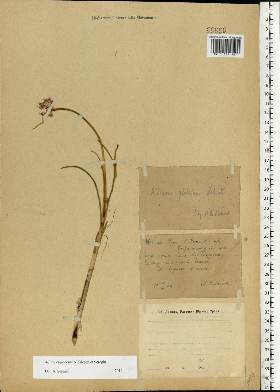 Allium cretaceum N.Friesen & Seregin, Eastern Europe, Eastern region (E10) (Russia)