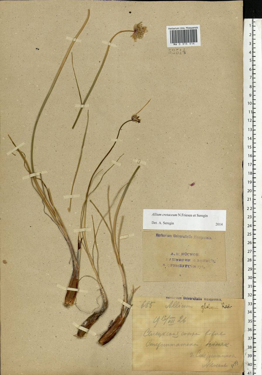 Allium cretaceum N.Friesen & Seregin, Eastern Europe, Eastern region (E10) (Russia)