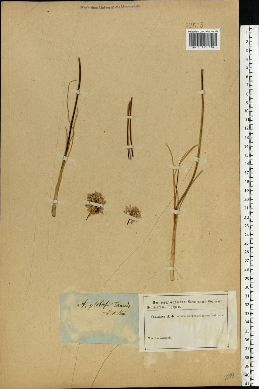 Allium cretaceum N.Friesen & Seregin, Eastern Europe, Rostov Oblast (E12a) (Russia)