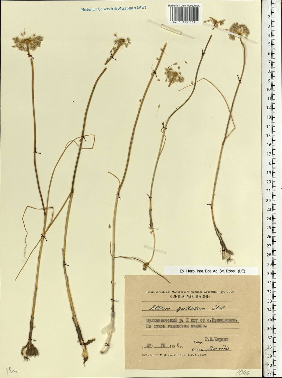 Allium guttatum Steven, Eastern Europe, Moldova (E13a) (Moldova)