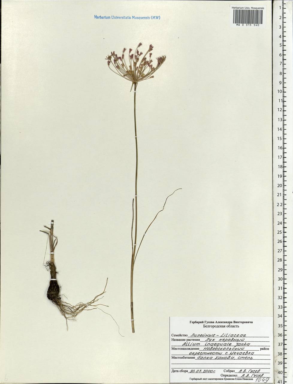 Allium inaequale Janka, Eastern Europe, Central forest-and-steppe region (E6) (Russia)