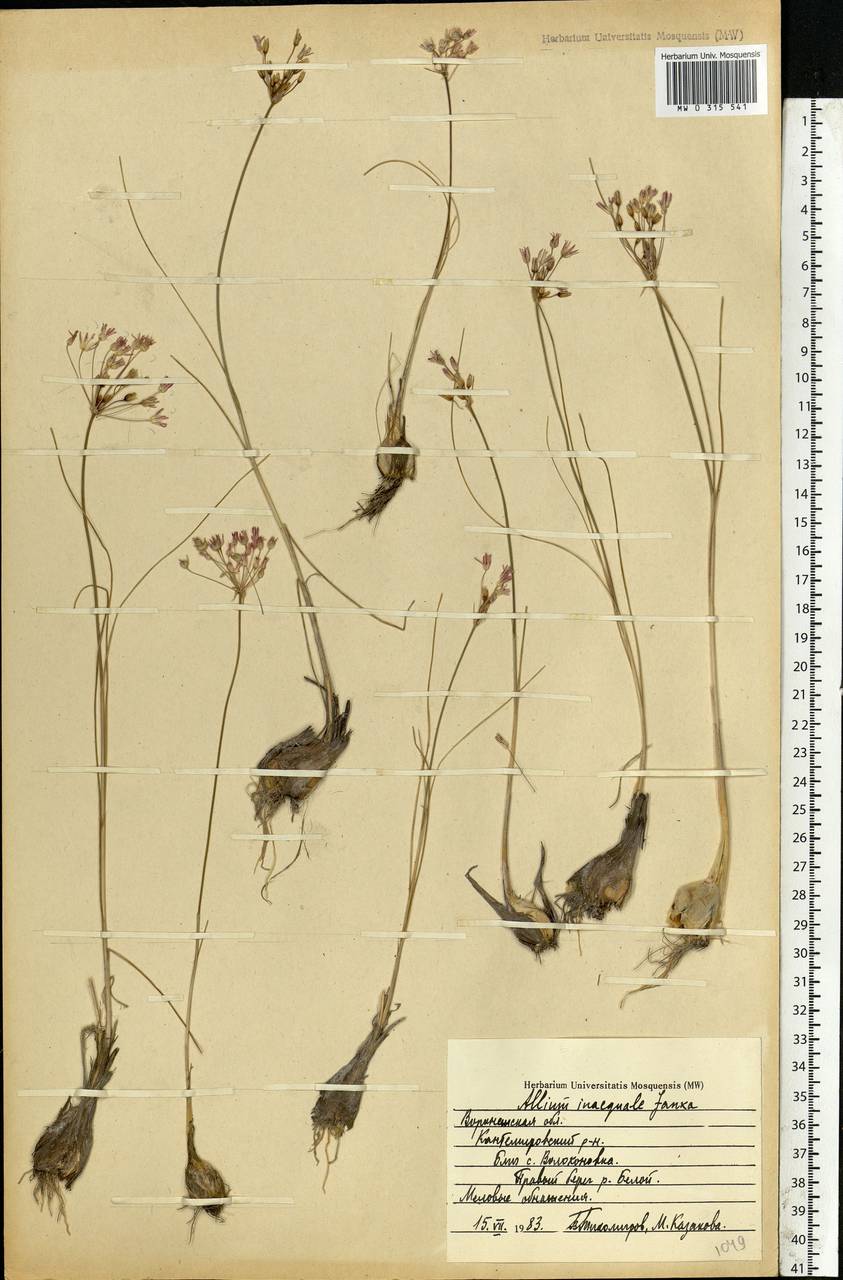 Allium inaequale Janka, Eastern Europe, Central forest-and-steppe region (E6) (Russia)