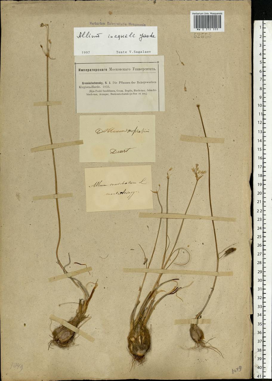 Allium inaequale Janka, Eastern Europe, Lower Volga region (E9) (Russia)