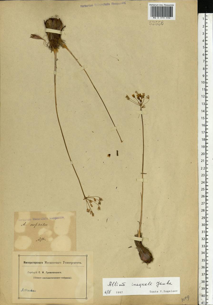 Allium inaequale Janka, Eastern Europe, Lower Volga region (E9) (Russia)