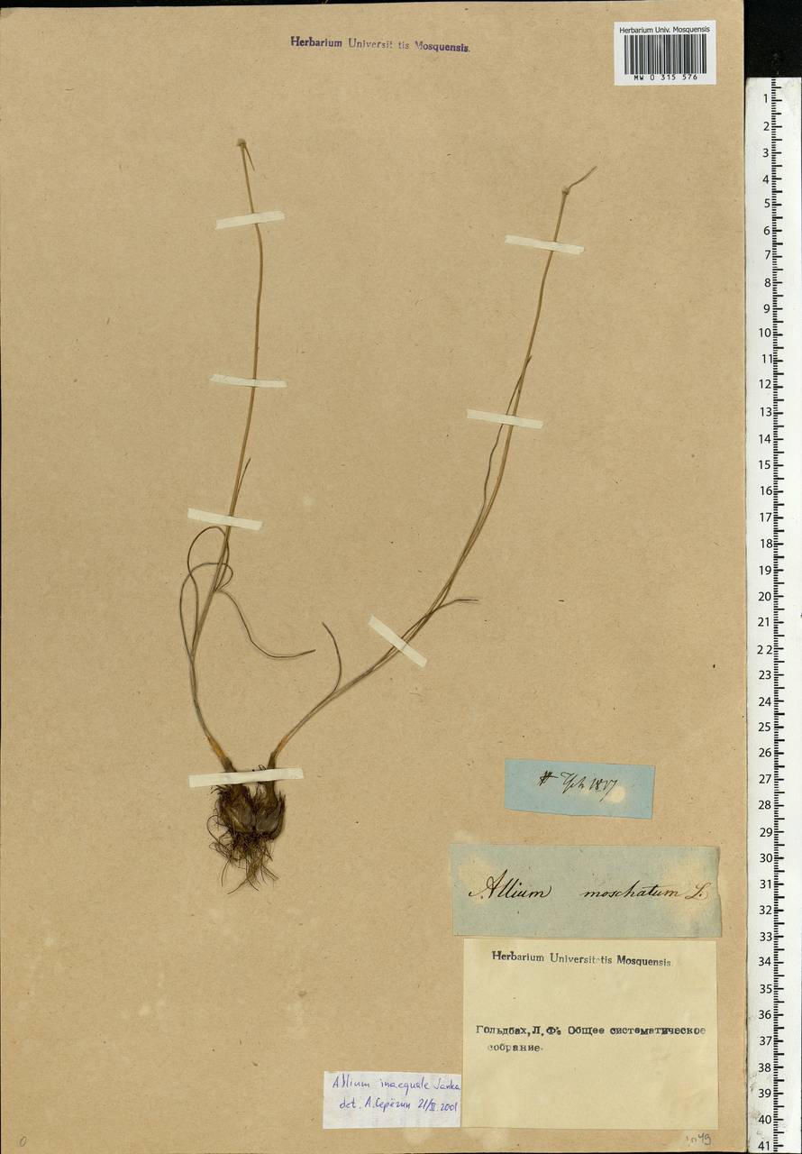 Allium inaequale Janka, Eastern Europe, Rostov Oblast (E12a) (Russia)