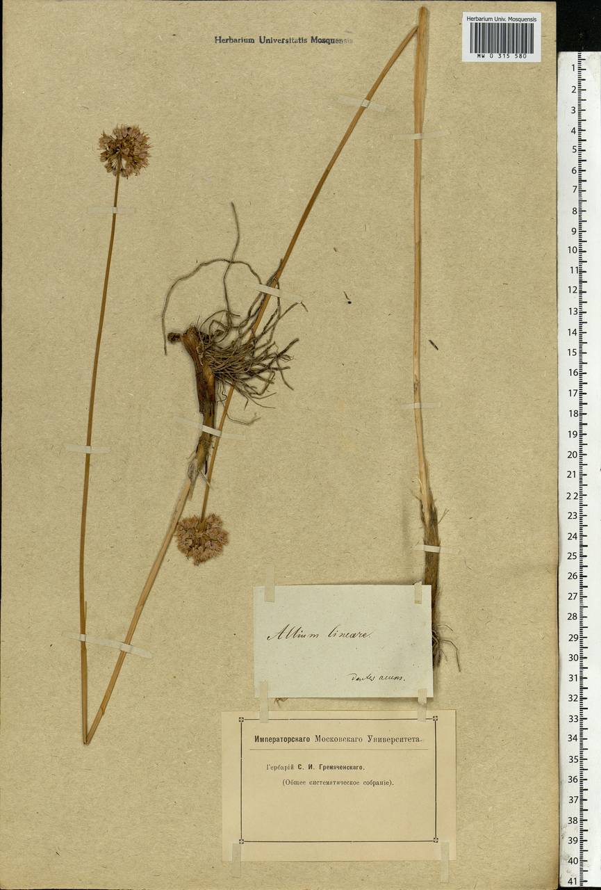 Allium lineare L., Eastern Europe (no precise locality) (E0) (Not classified)