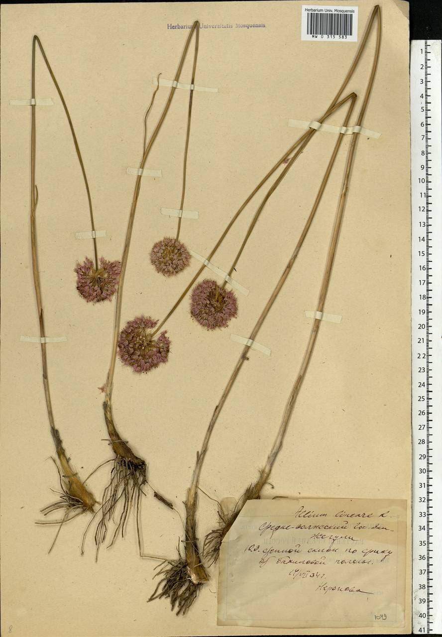 Allium lineare L., Eastern Europe, Middle Volga region (E8) (Russia)