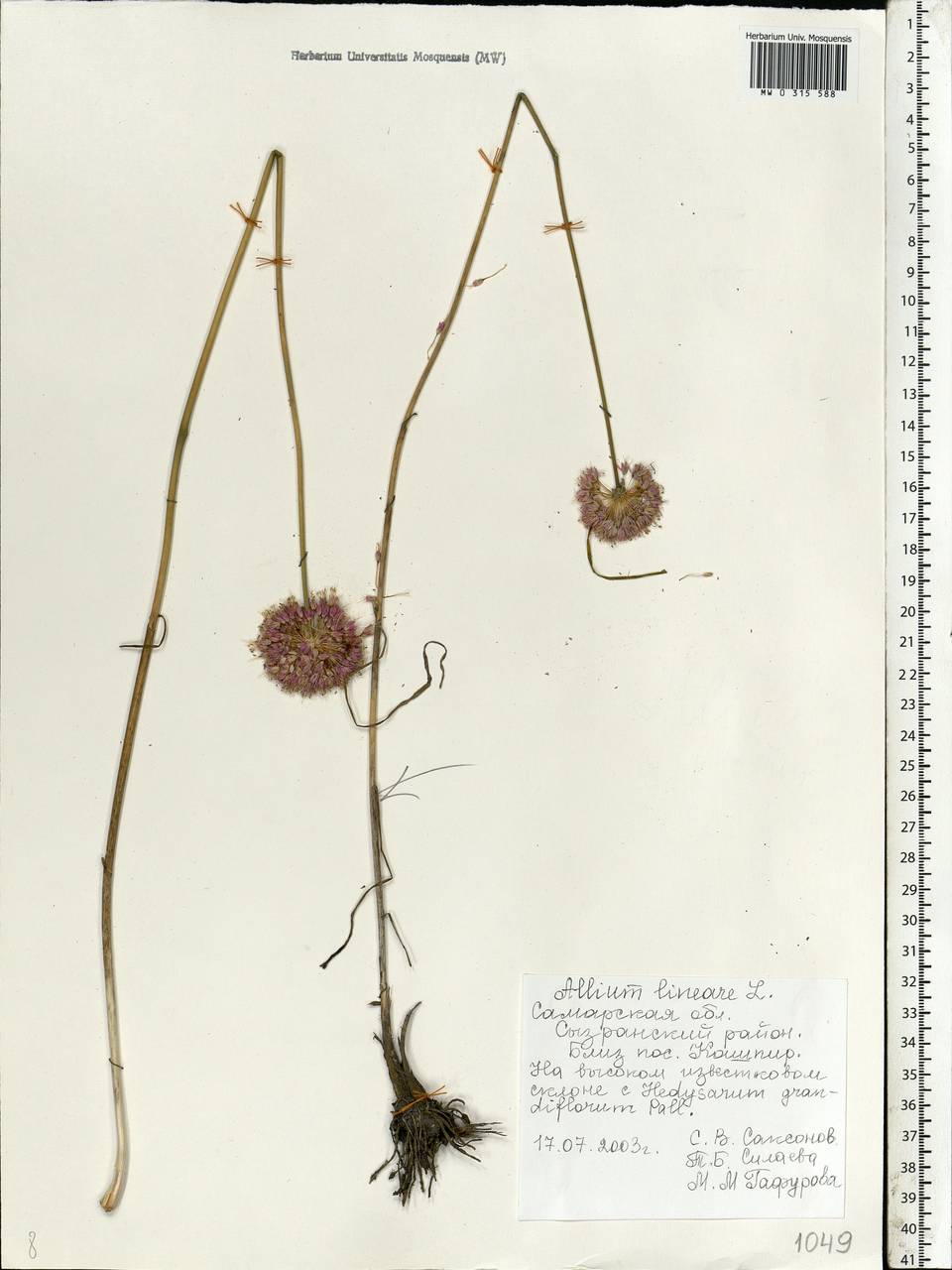 Allium lineare L., Eastern Europe, Middle Volga region (E8) (Russia)