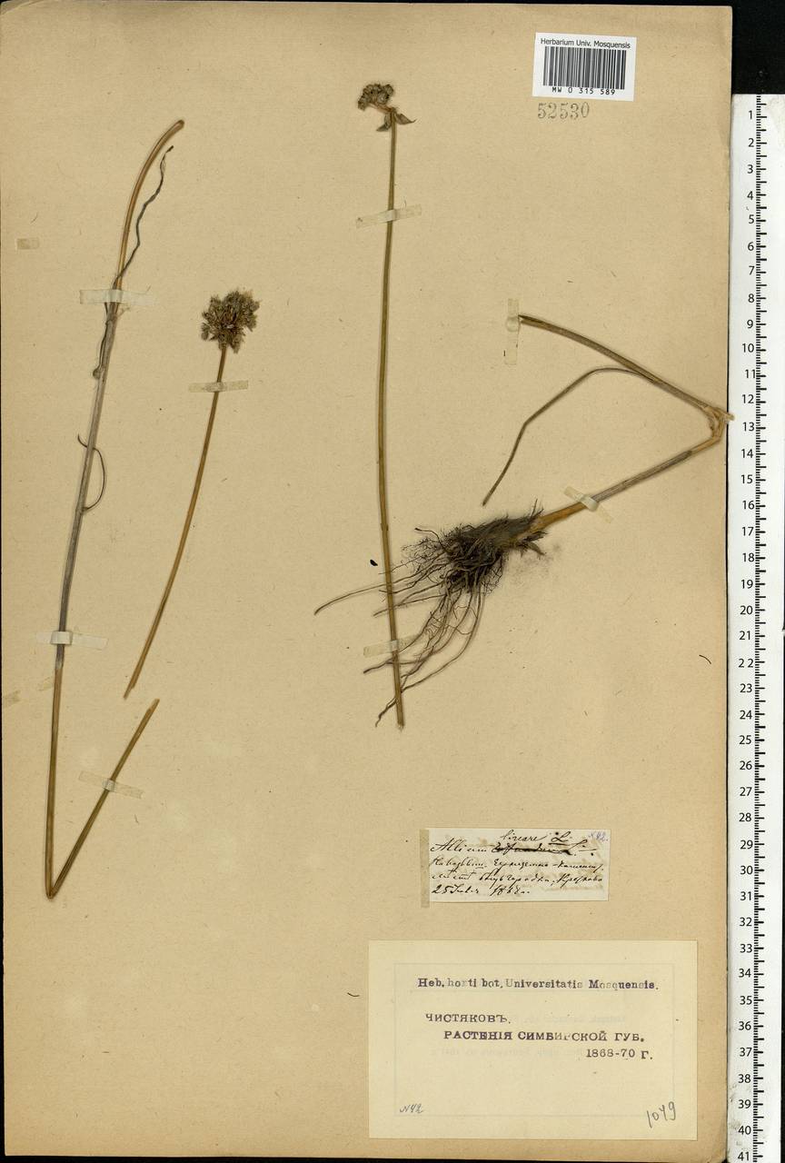 Allium lineare L., Eastern Europe, Middle Volga region (E8) (Russia)