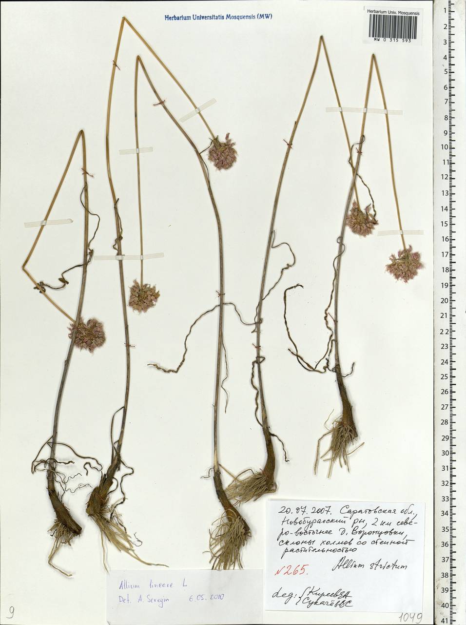 Allium lineare L., Eastern Europe, Lower Volga region (E9) (Russia)