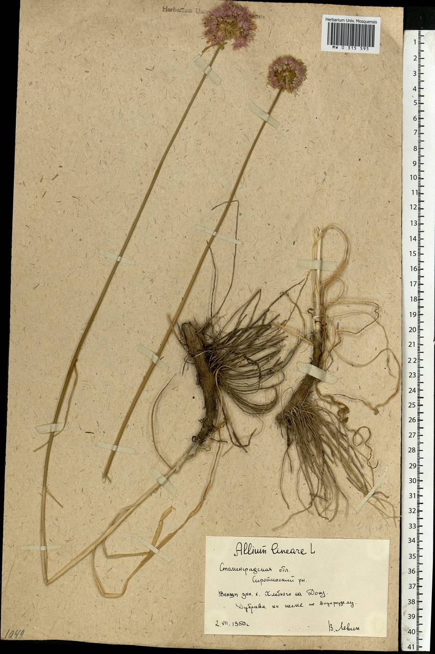 Allium lineare L., Eastern Europe, Lower Volga region (E9) (Russia)