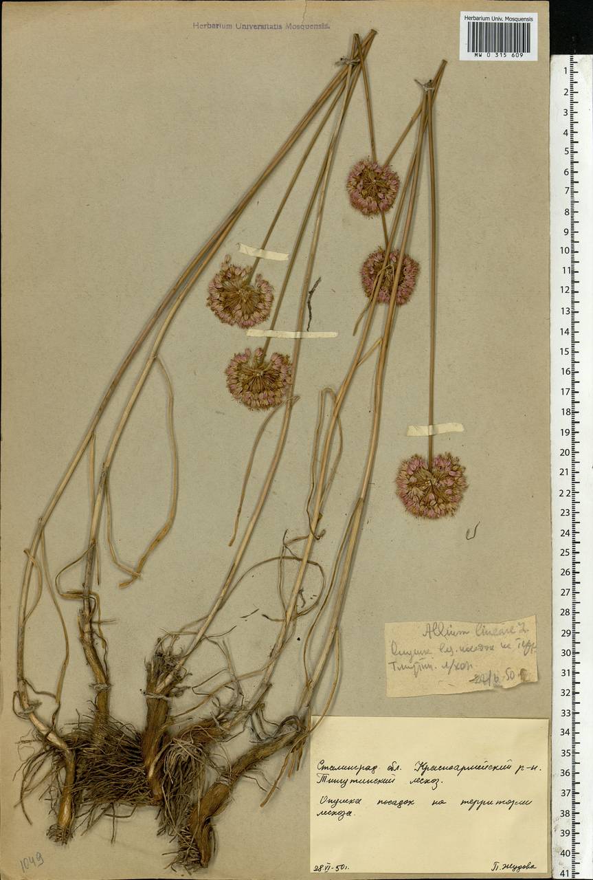 Allium lineare L., Eastern Europe, Lower Volga region (E9) (Russia)
