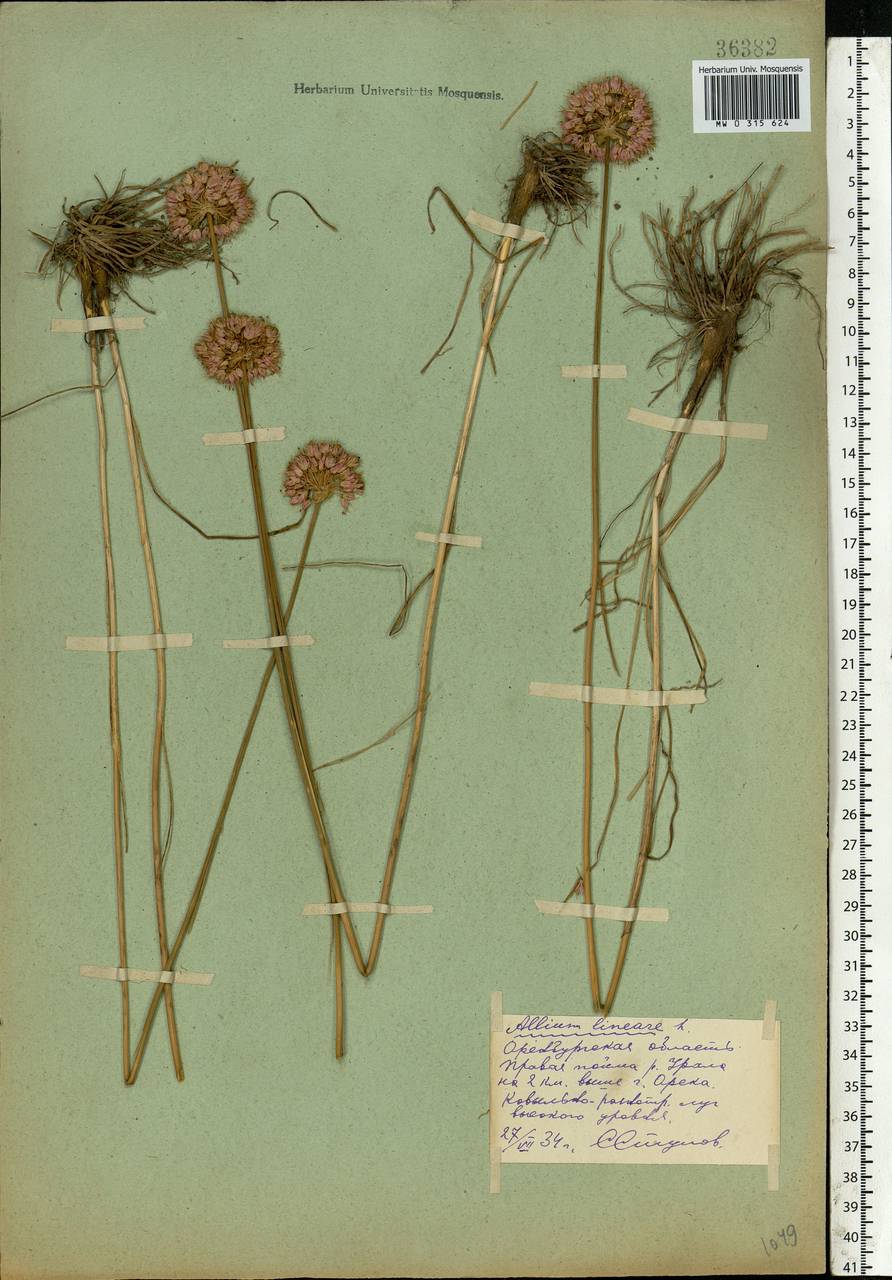 Allium lineare L., Eastern Europe, Eastern region (E10) (Russia)