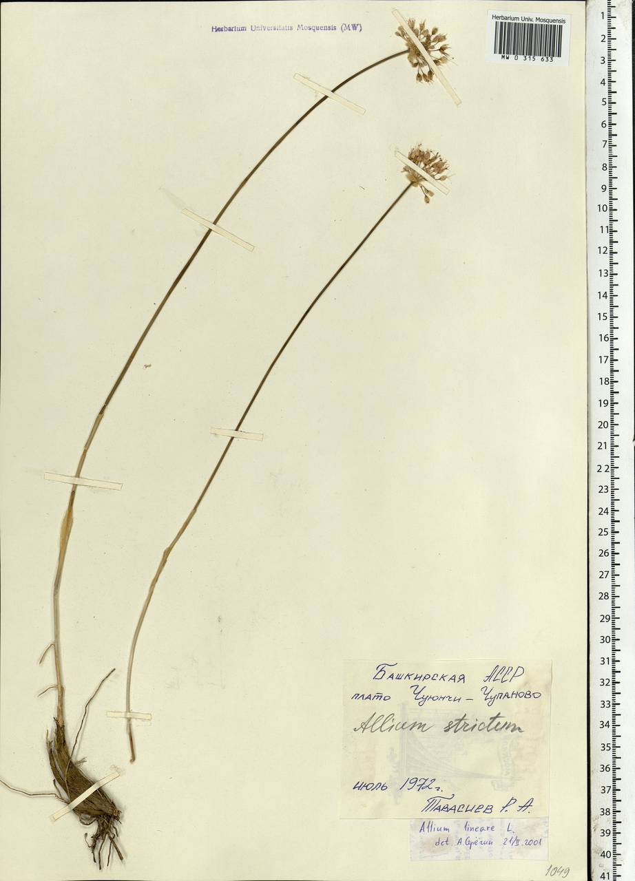 Allium lineare L., Eastern Europe, Eastern region (E10) (Russia)