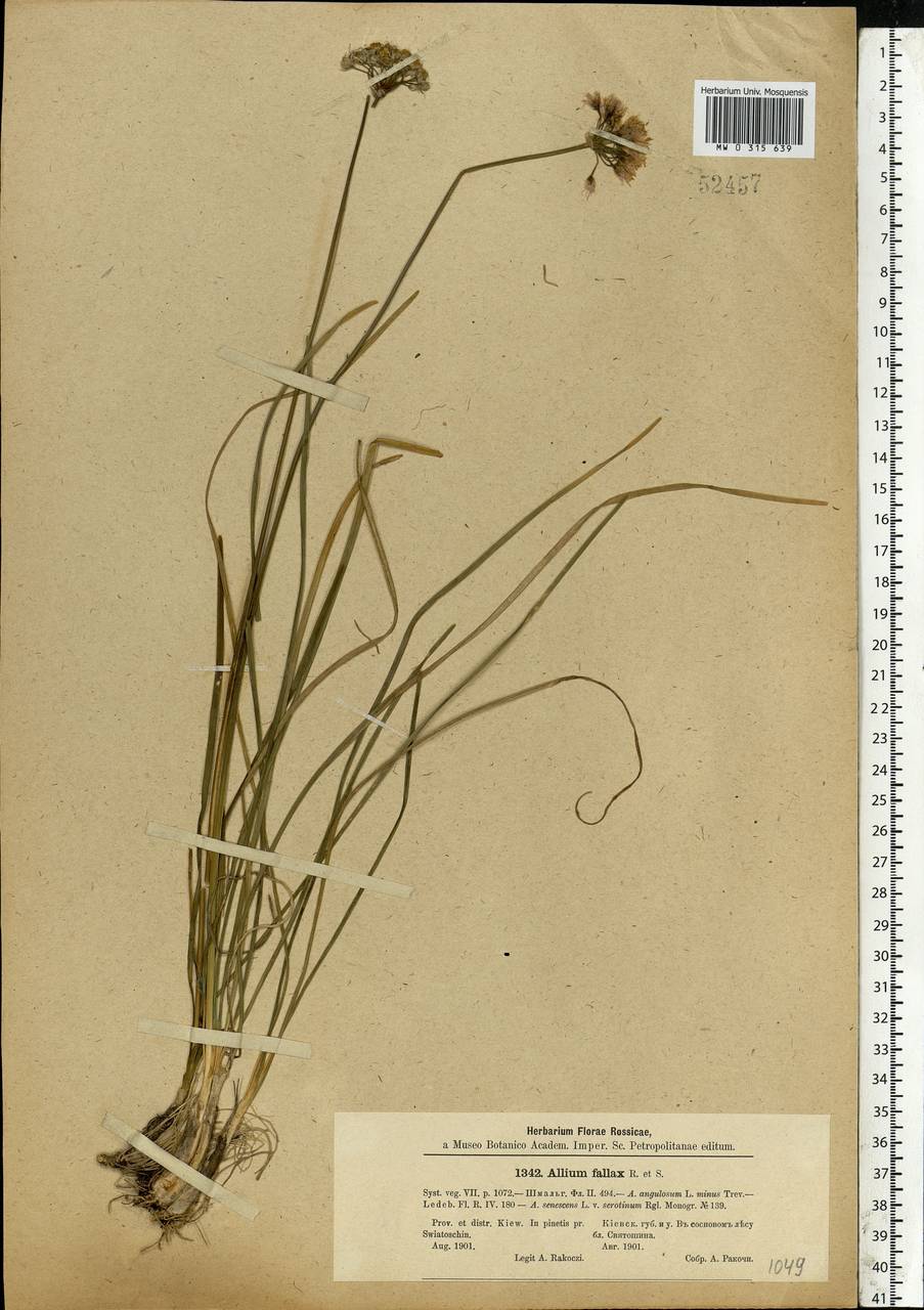 Allium lusitanicum Lam., Eastern Europe, North Ukrainian region (E11) (Ukraine)
