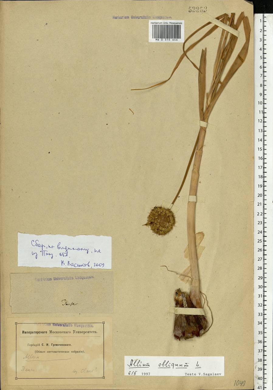 Allium obliquum L., Eastern Europe, Middle Volga region (E8) (Russia)
