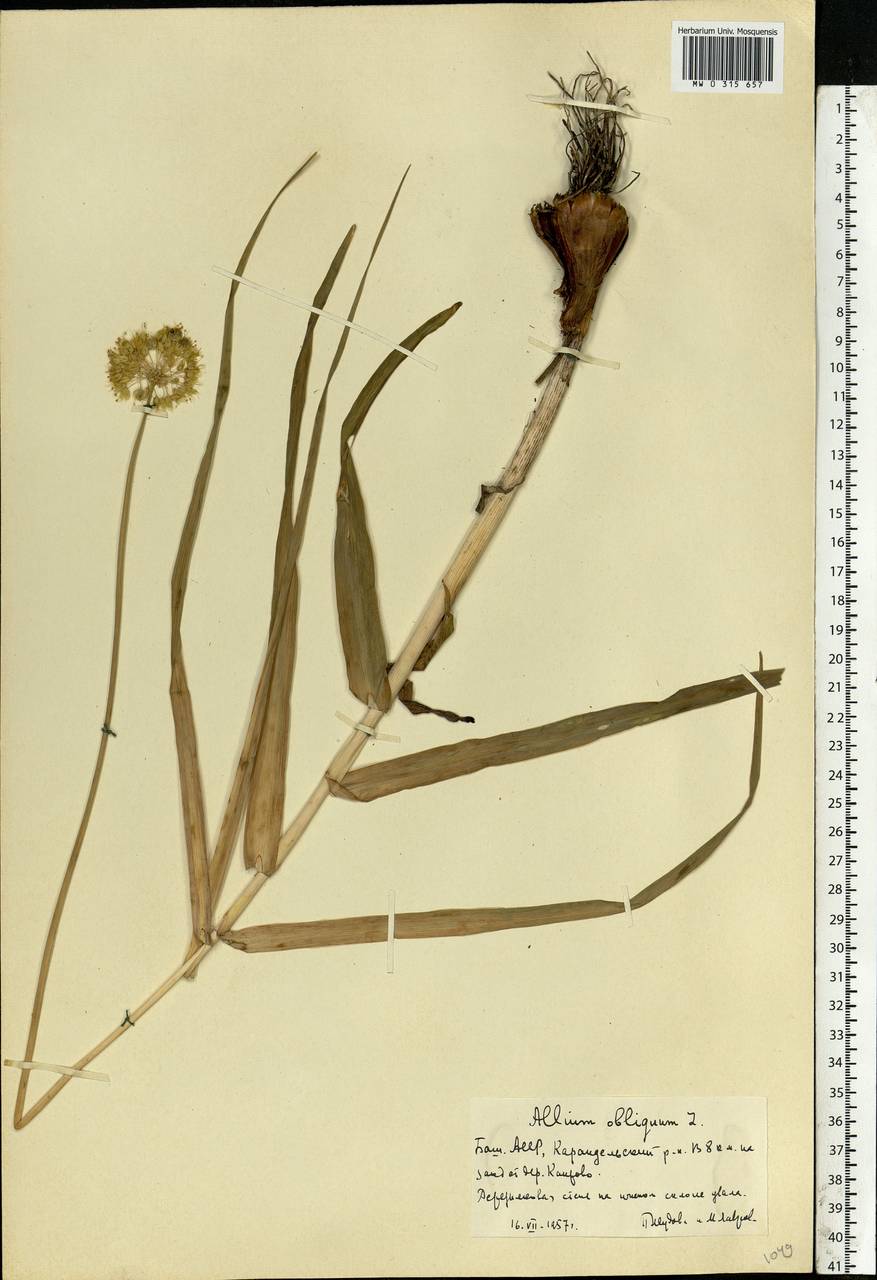 Allium obliquum L., Eastern Europe, Eastern region (E10) (Russia)