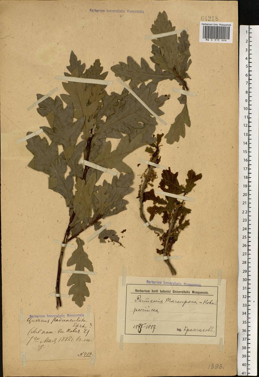Quercus robur L., Eastern Europe, South Ukrainian region (E12) (Ukraine)